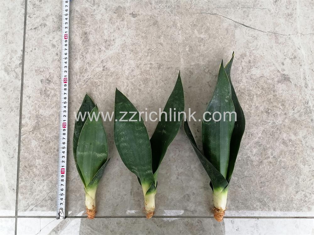 Sansevieria Trifasciata 'Black Jade' (Bare Root)