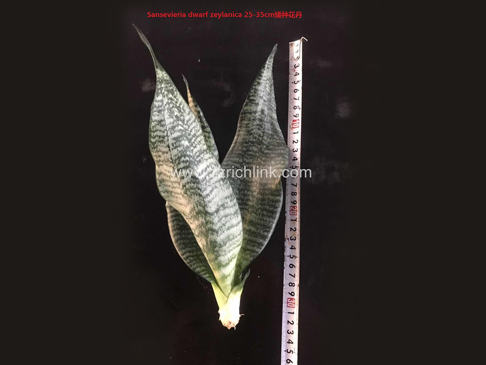 Sansevieria Dwarf Zeylanica (Bare Root)
