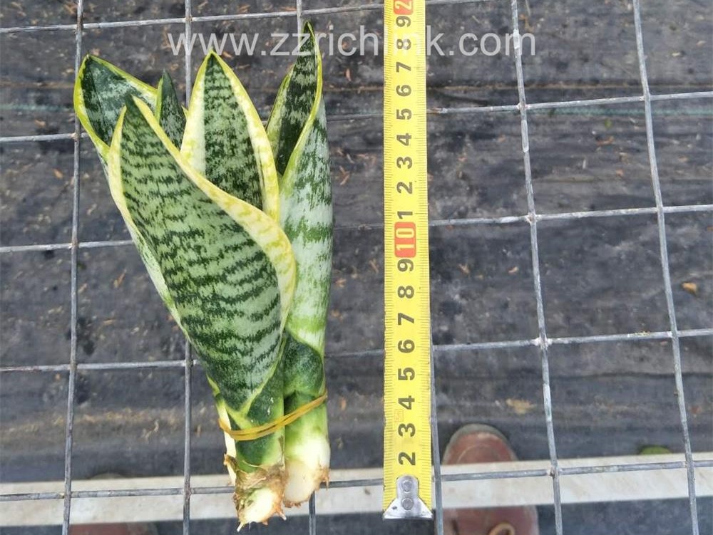 Sansevieria Superba