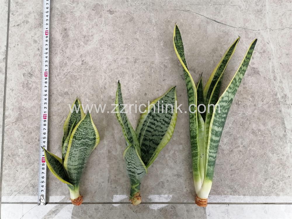 Sansevieria Superba