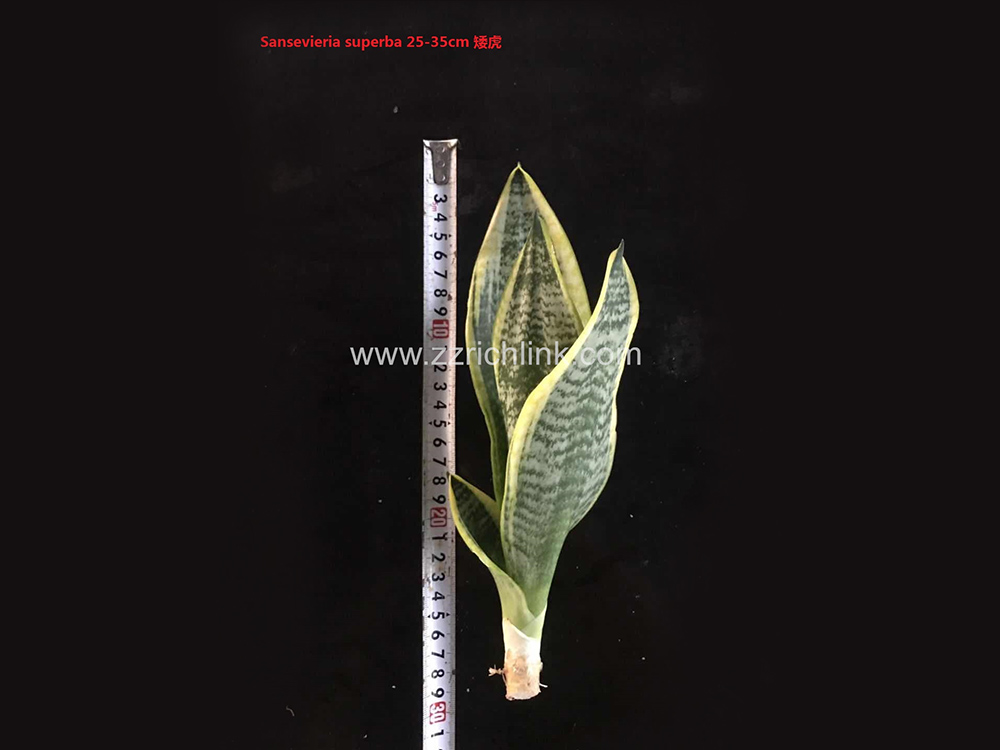 Sansevieria Superba