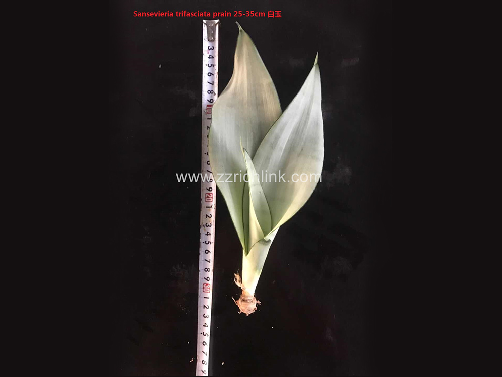 Sansevieria Trifasciata Prain (Bare Root)