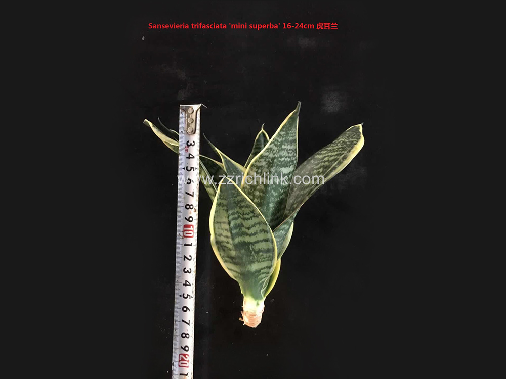 Sansevieria Trifasciata 'Mini Superba' (Bare Root)