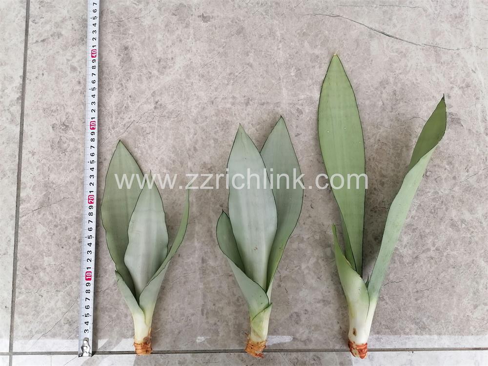 Sansevieria Trifasciata Prain (Bare Root)
