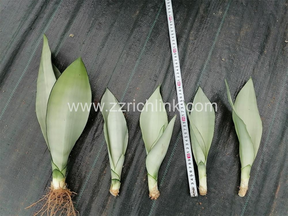 Sansevieria Trifasciata Prain Unrooted