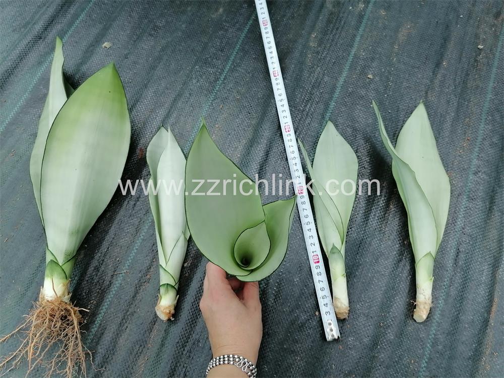Sansevieria Trifasciata Prain Unrooted