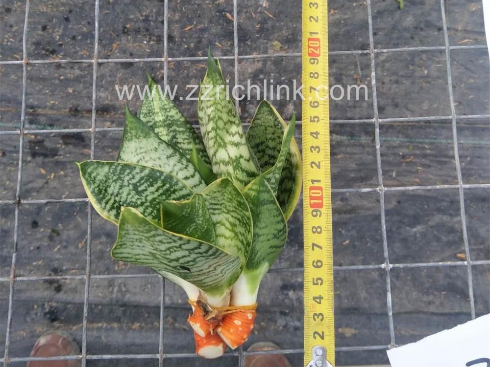 Sansevieria Trifasciata 'Mini Superba'