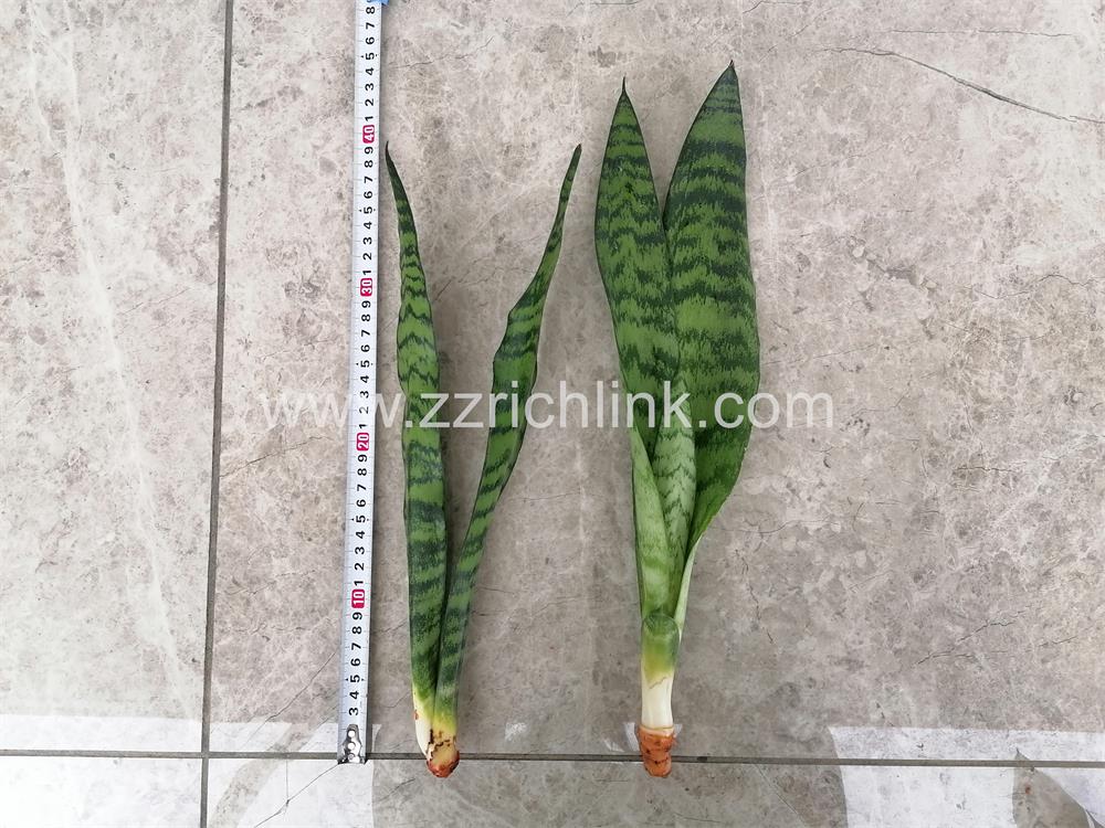 Sansevieria Zeylanica (Bare Root)