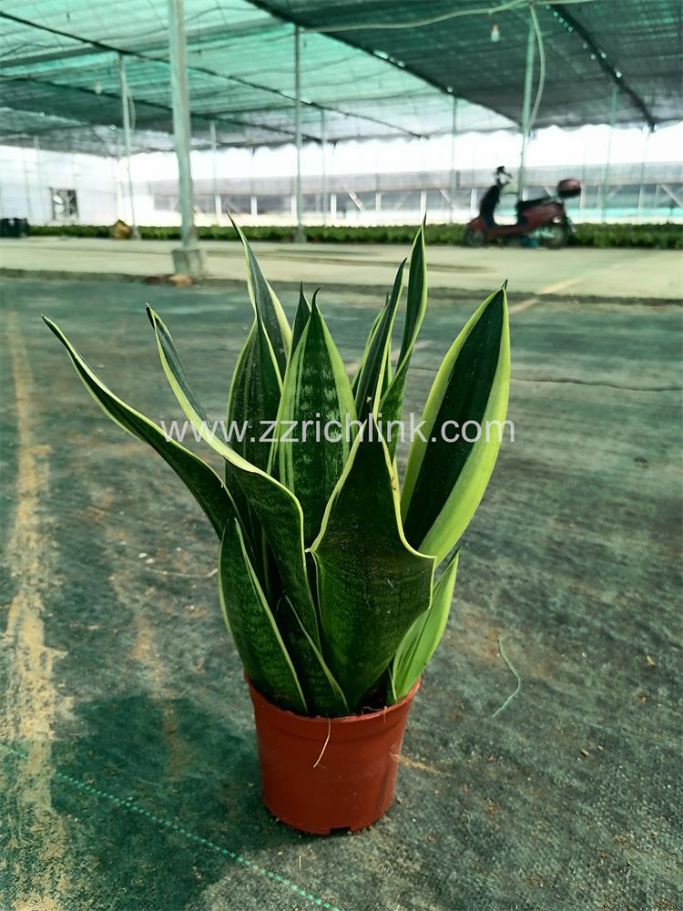 Sansevieria Trifasciata Cv.'Canary'
