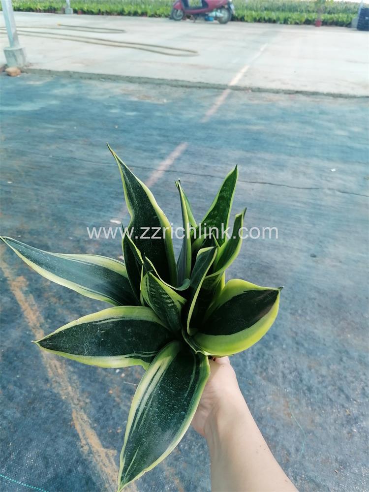 Sansevieria Trifasciata Cv.'Canary'