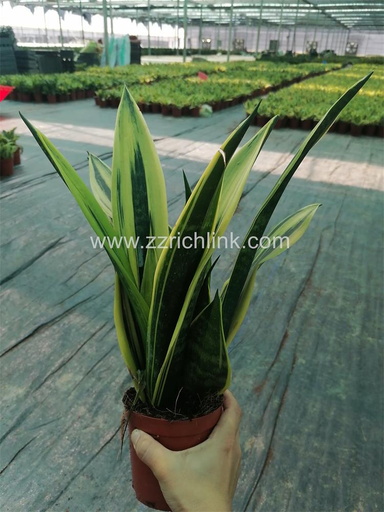 Sansevieria Trifasciata Var.Laurentii 'Gold Flame'