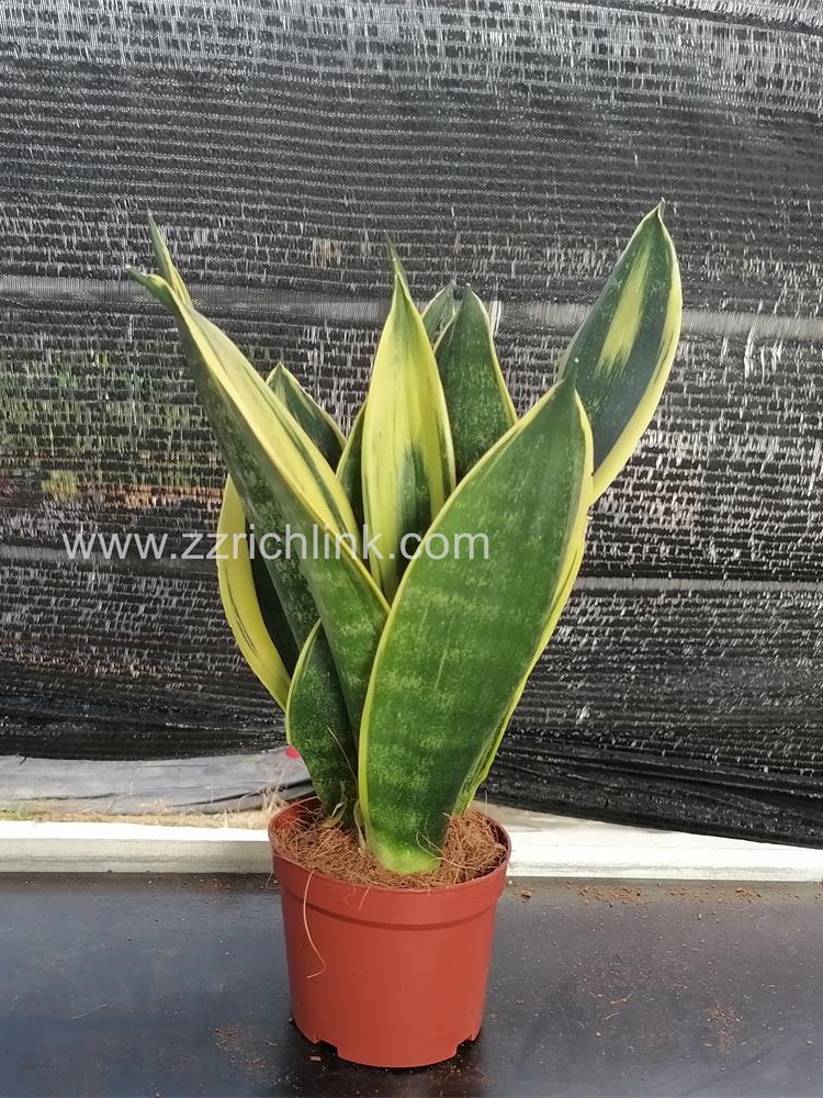 Sansevieria Trifasciata Var.Laurentii 'Gold Flame'