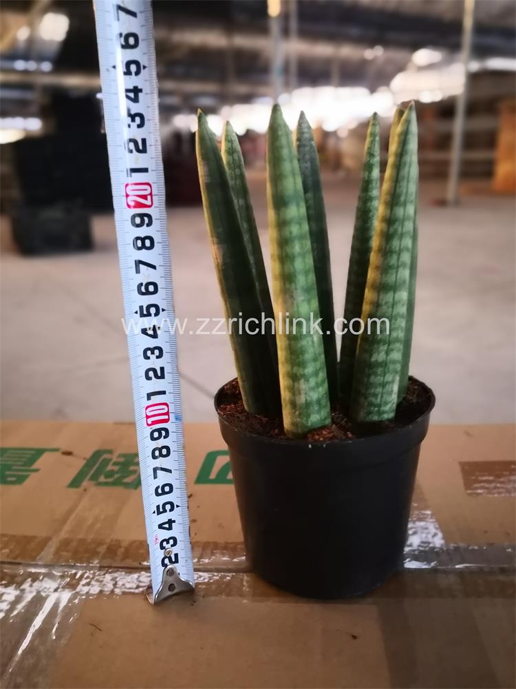Sansevieria Cylindrica 8-10pp