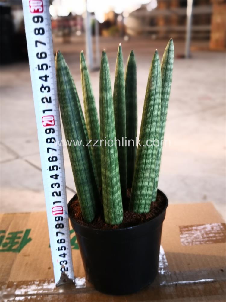 Sansevieria Cylindrica 8-10pp