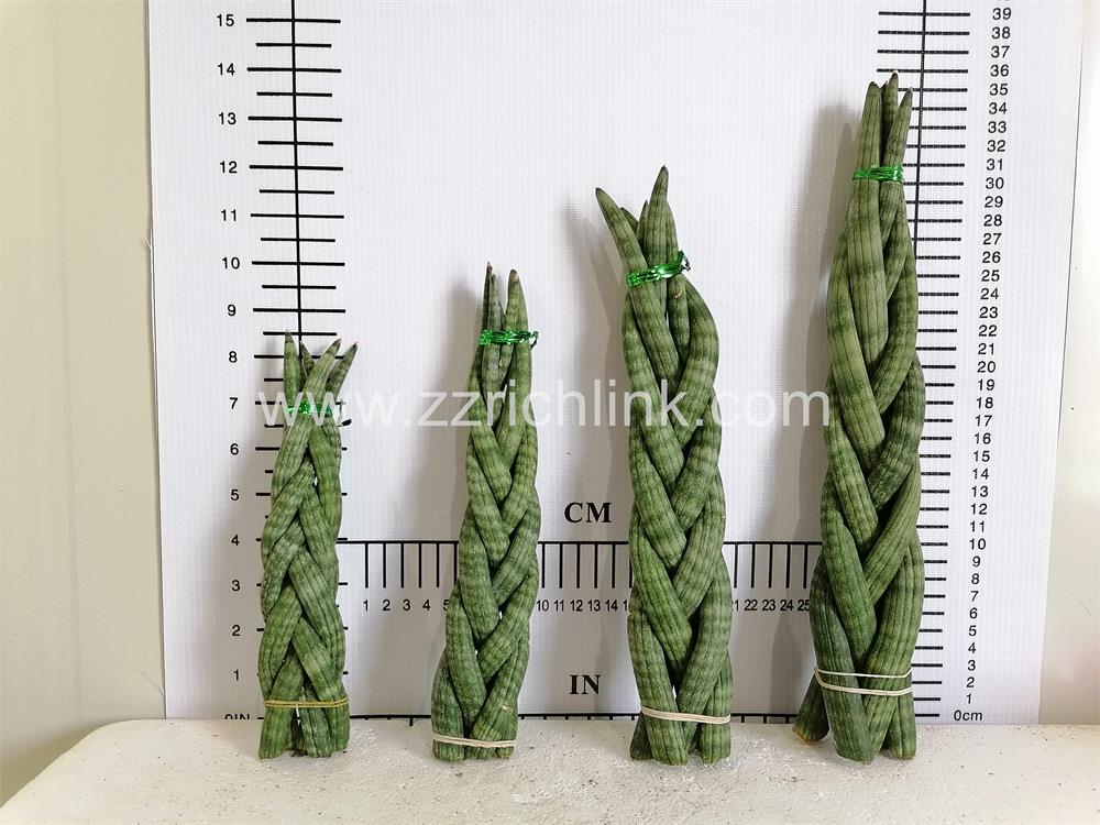 Sansevieria Cylindrica  Braids