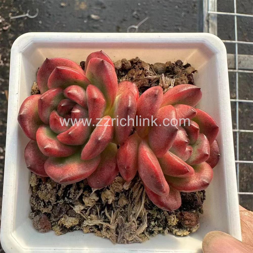 Succulent Plants