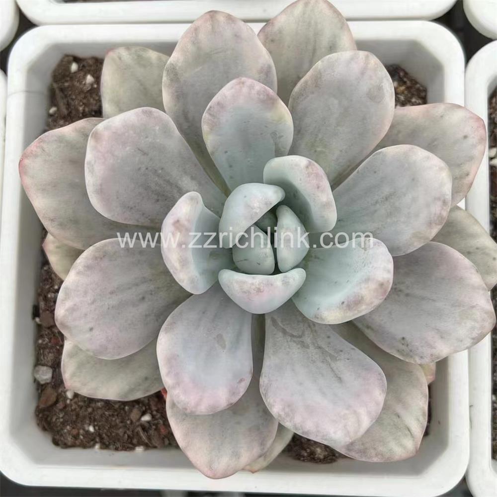 Succulent Plants