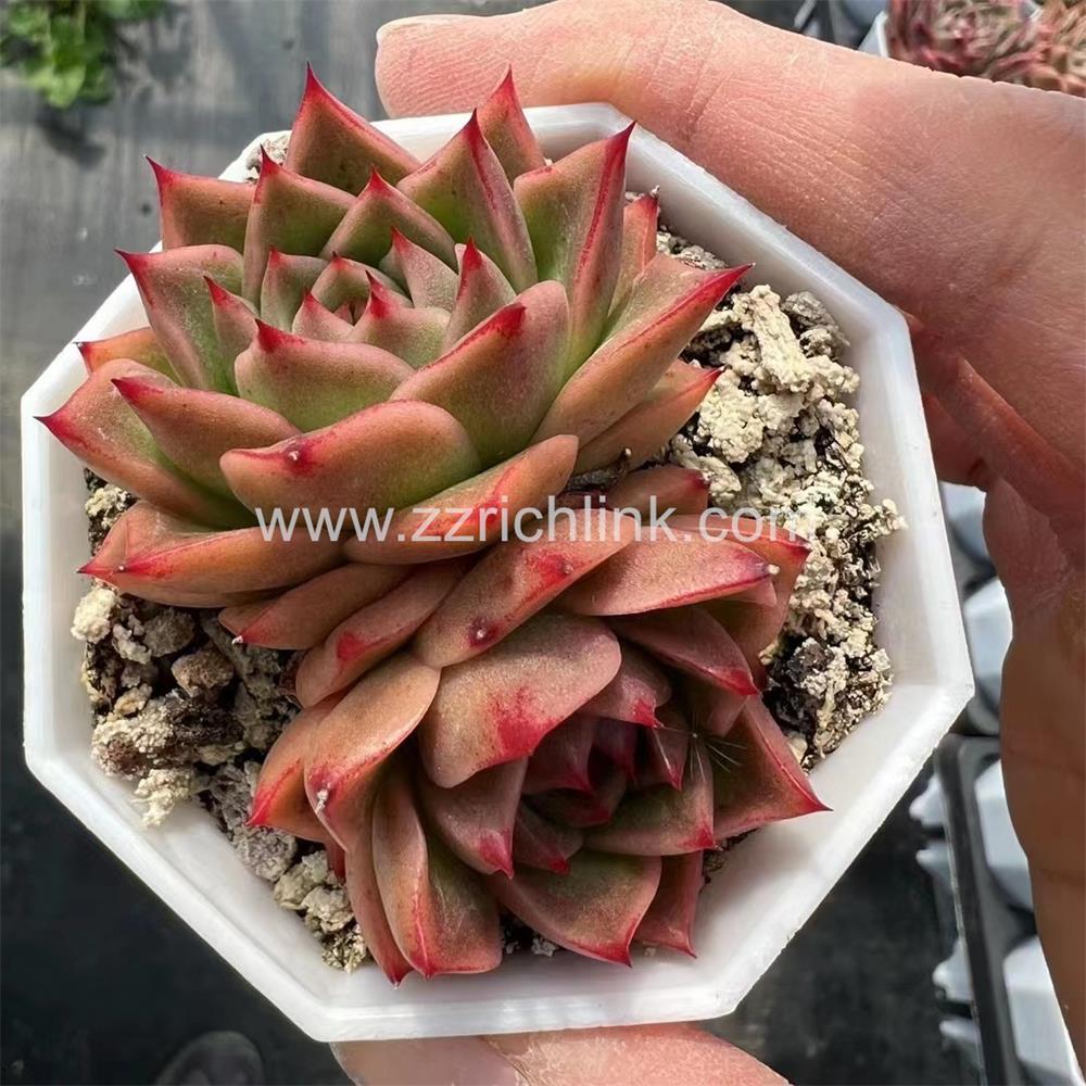 Succulent Plants