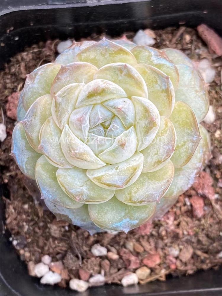 Succulent Plants