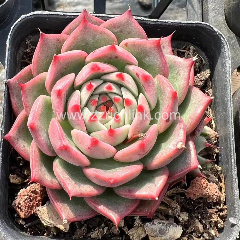 Succulent Plants