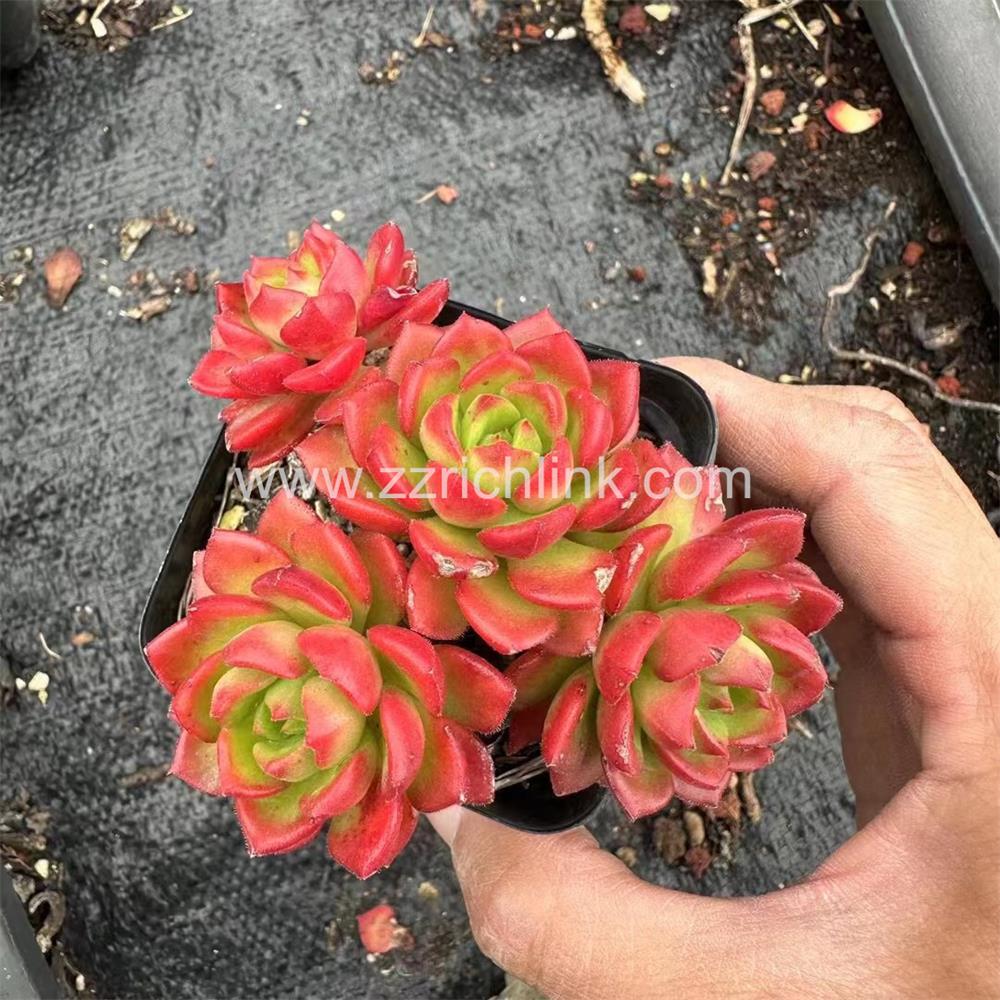 Succulent Plants