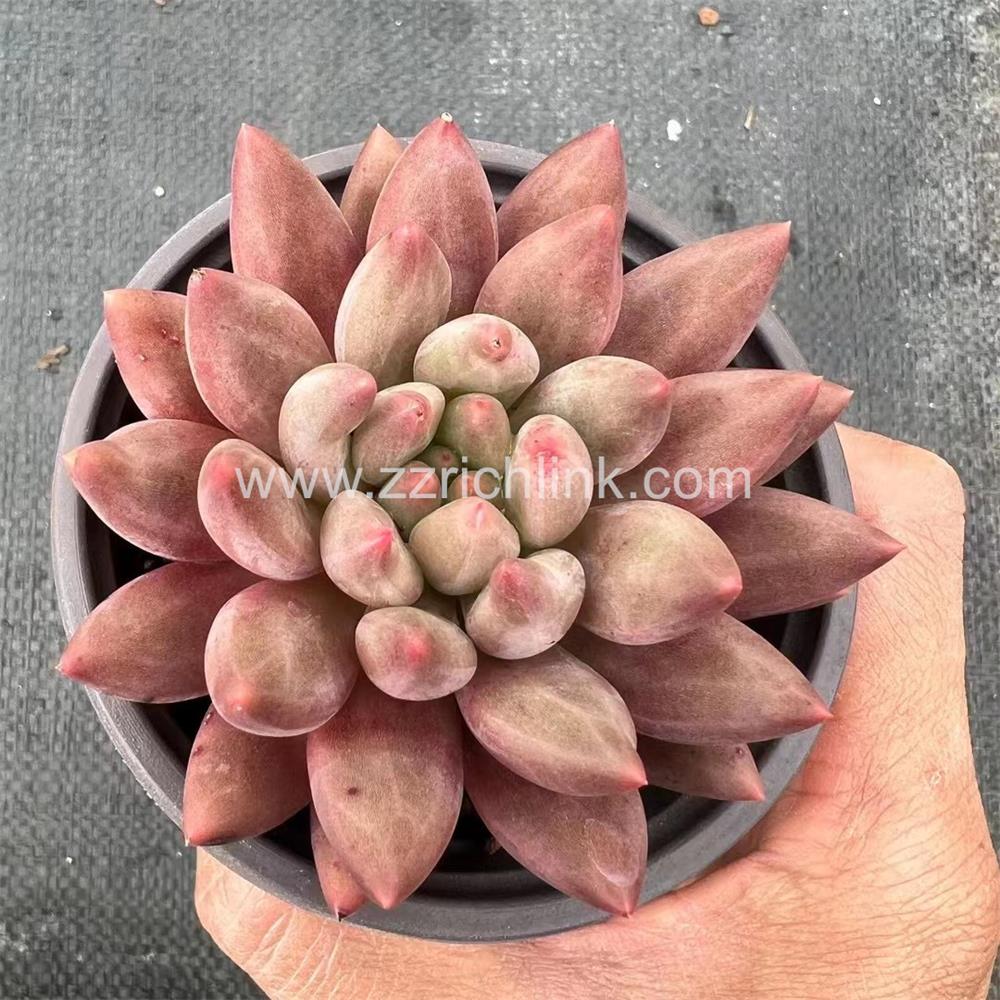 Succulent Plants