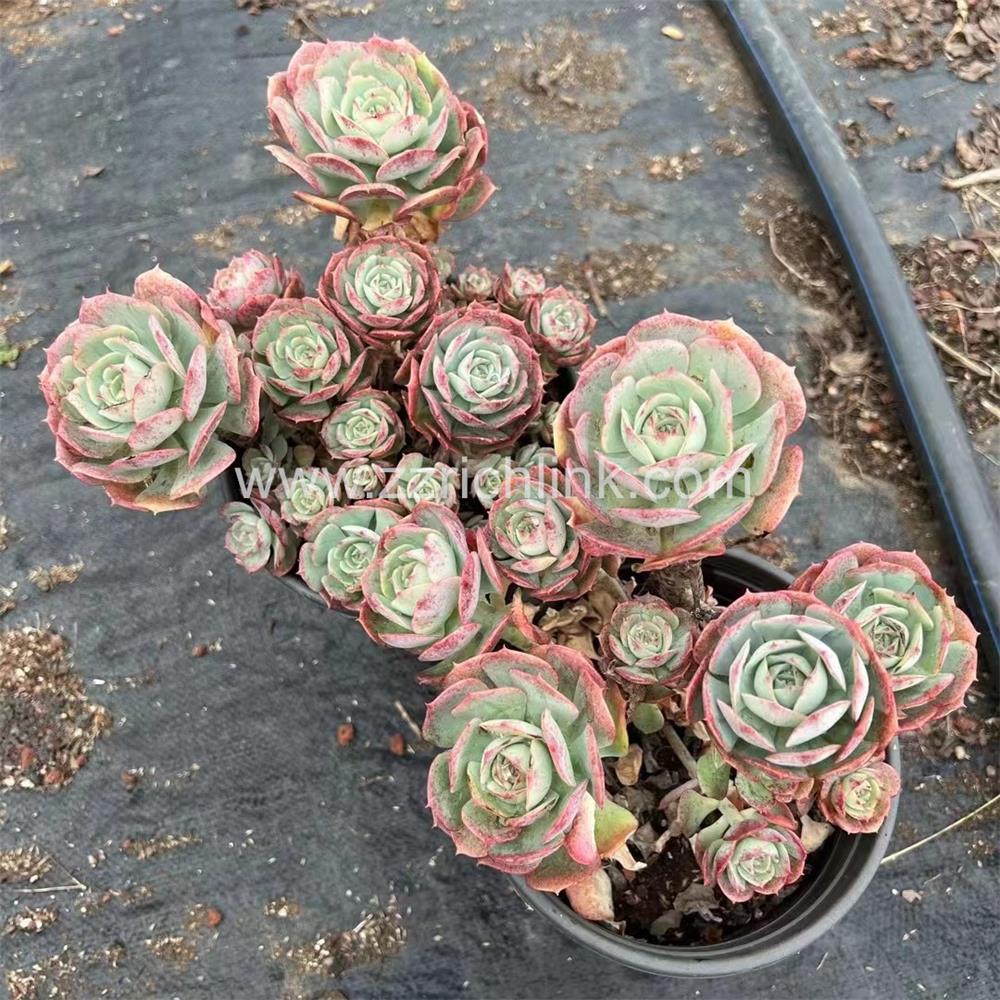 Succulent Plants