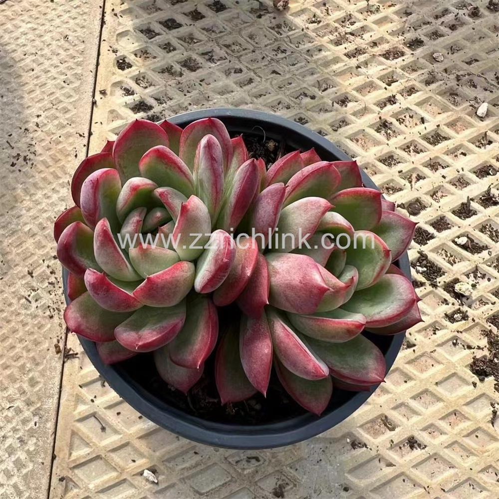 Succulent Plants