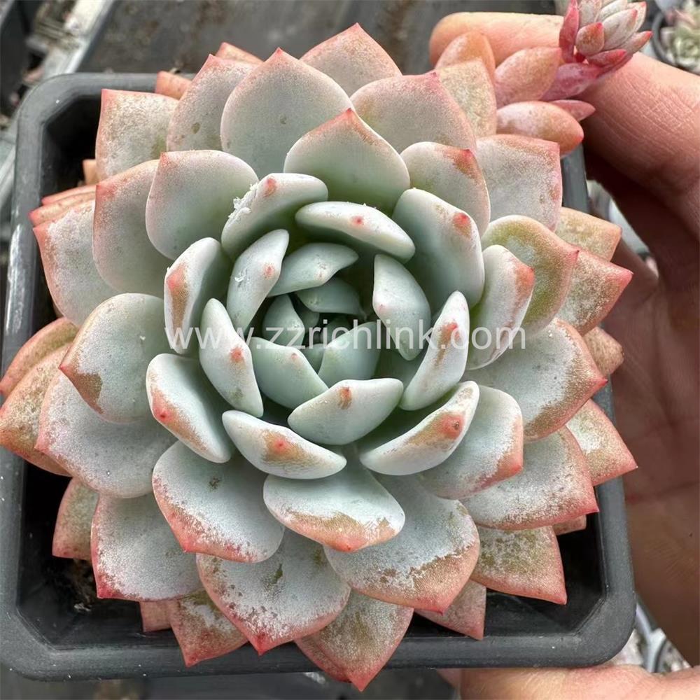Succulent Plants