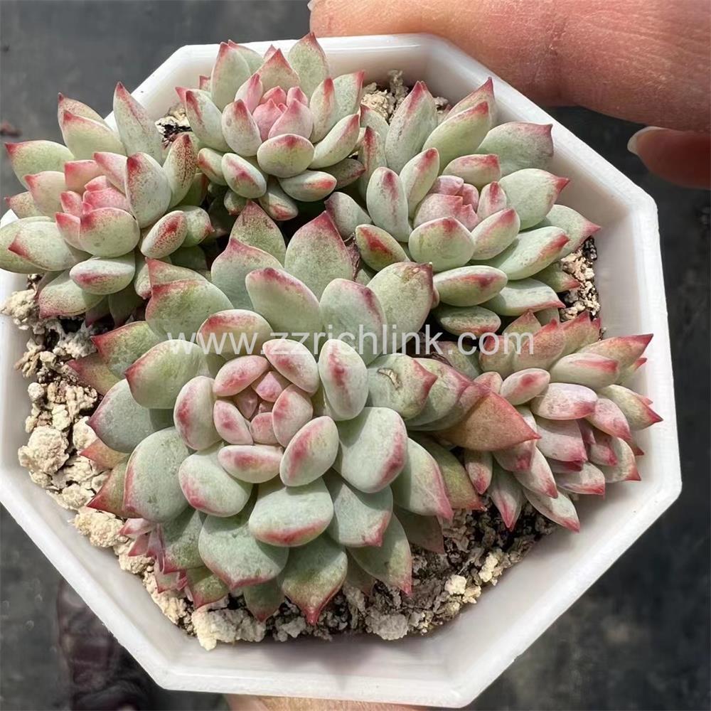 Succulent Plants