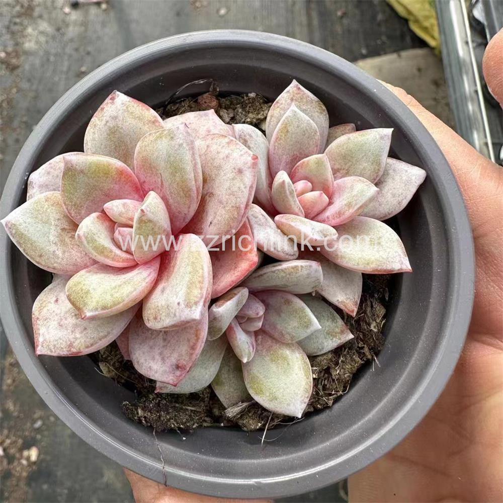 Succulent Plants