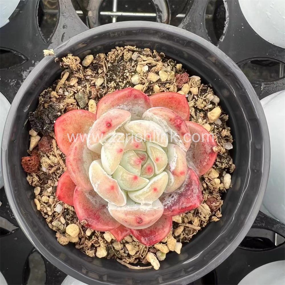 Succulent Plants