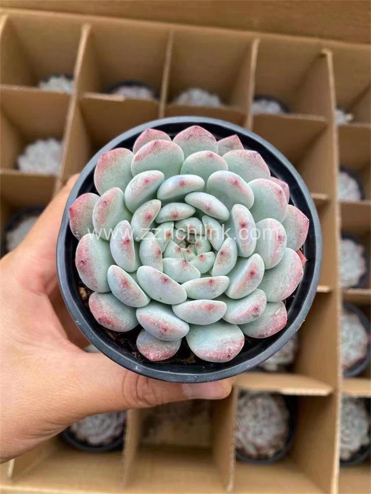 Succulent Plants