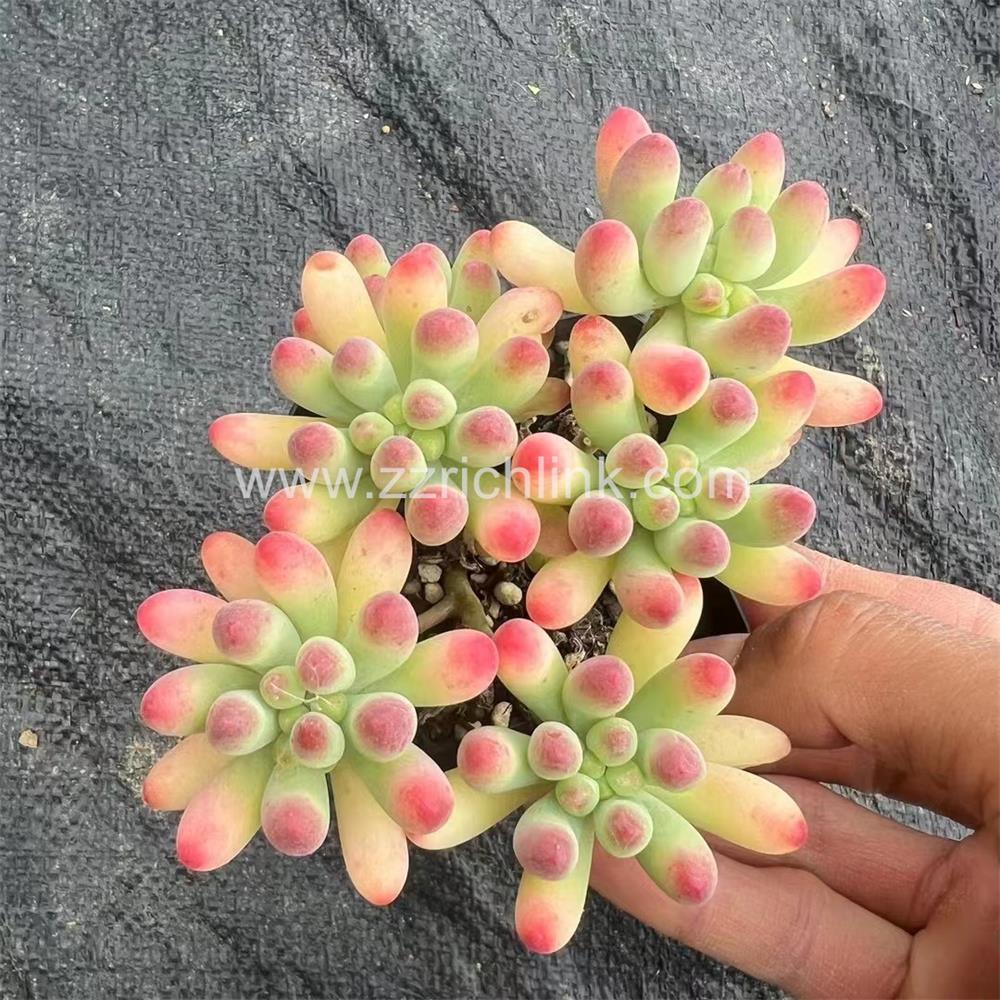 Succulent Plants