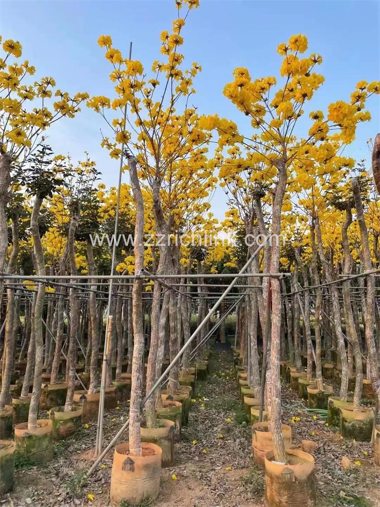 Tabebuia Chrysantha