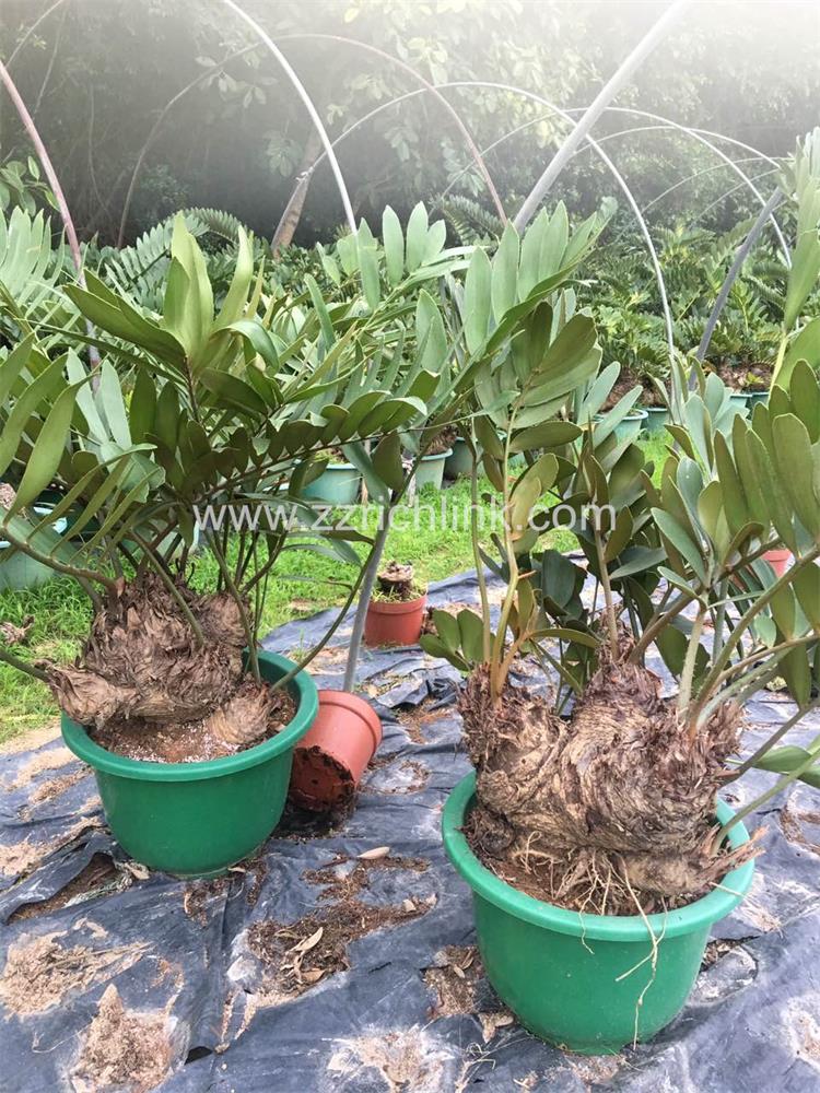 Zamia Furfuracea