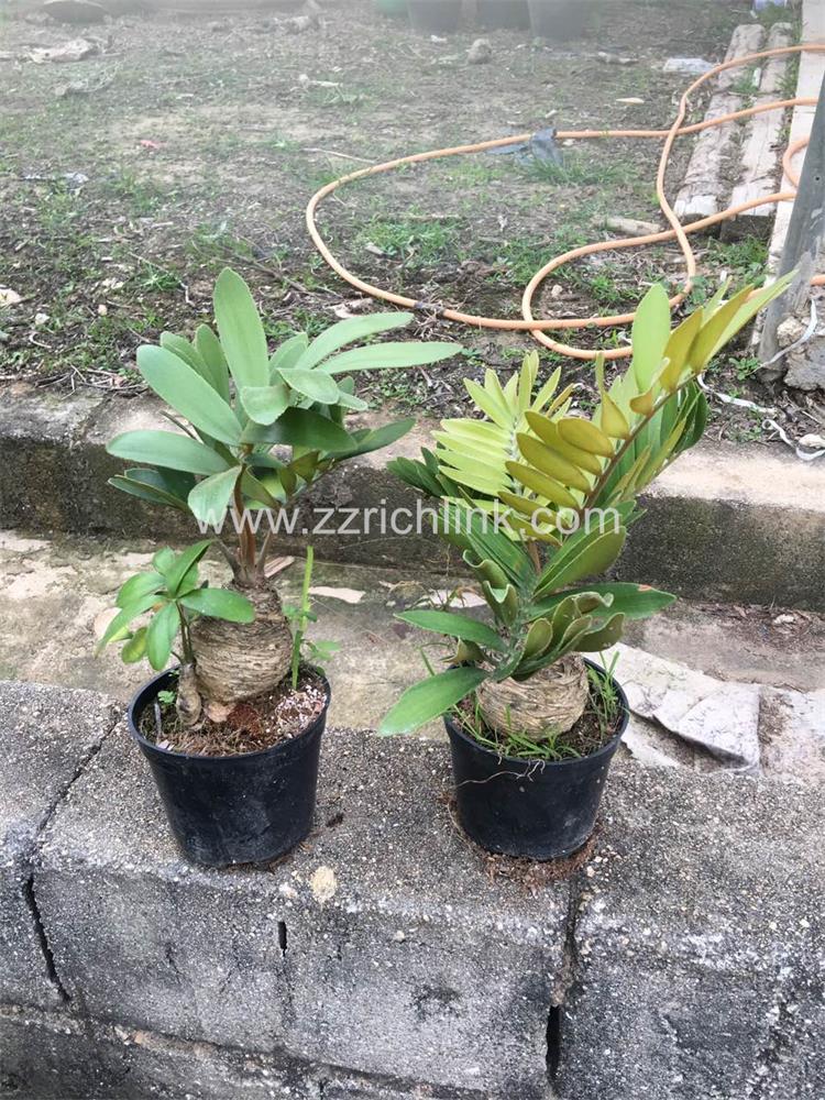 Zamia Furfuracea