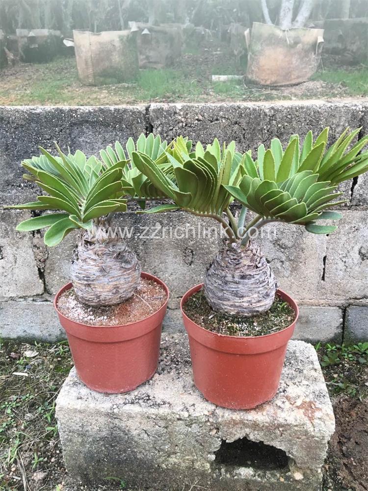 Zamia Furfuracea