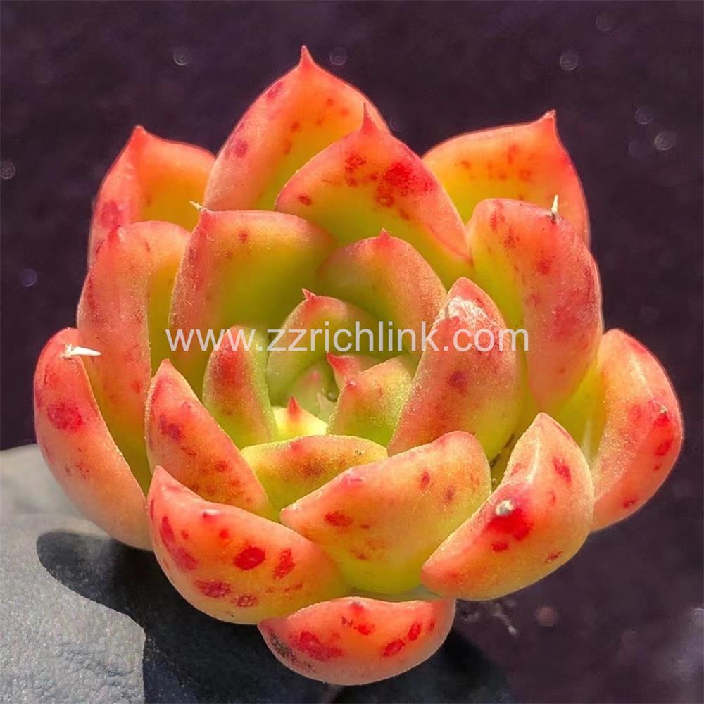 Succulent Plants
