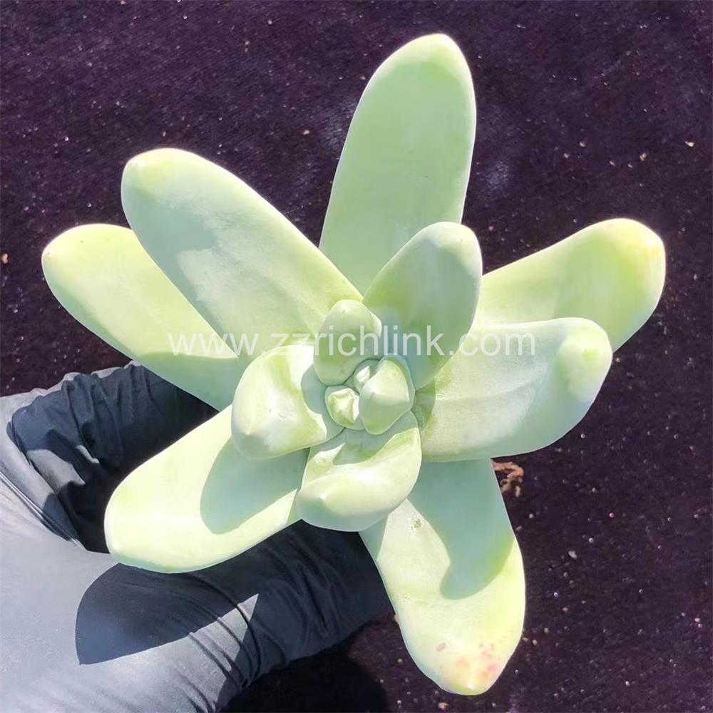 Succulent Plants