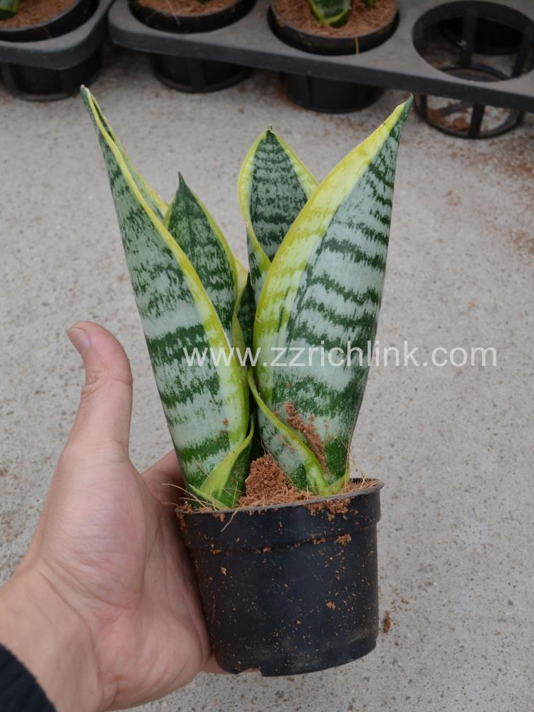 Sansevieria superba