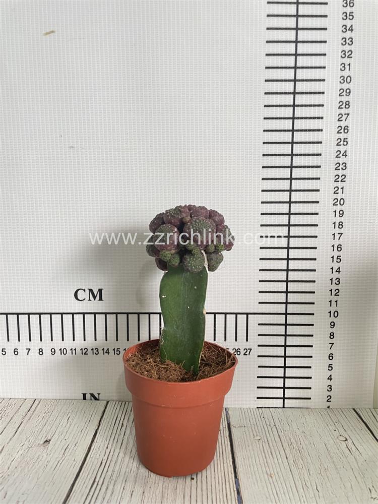 Sulcorebutia Rauschii