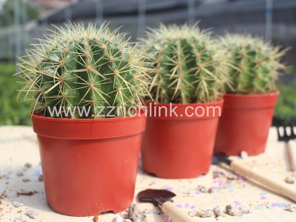 Echinocactus Grusonii
