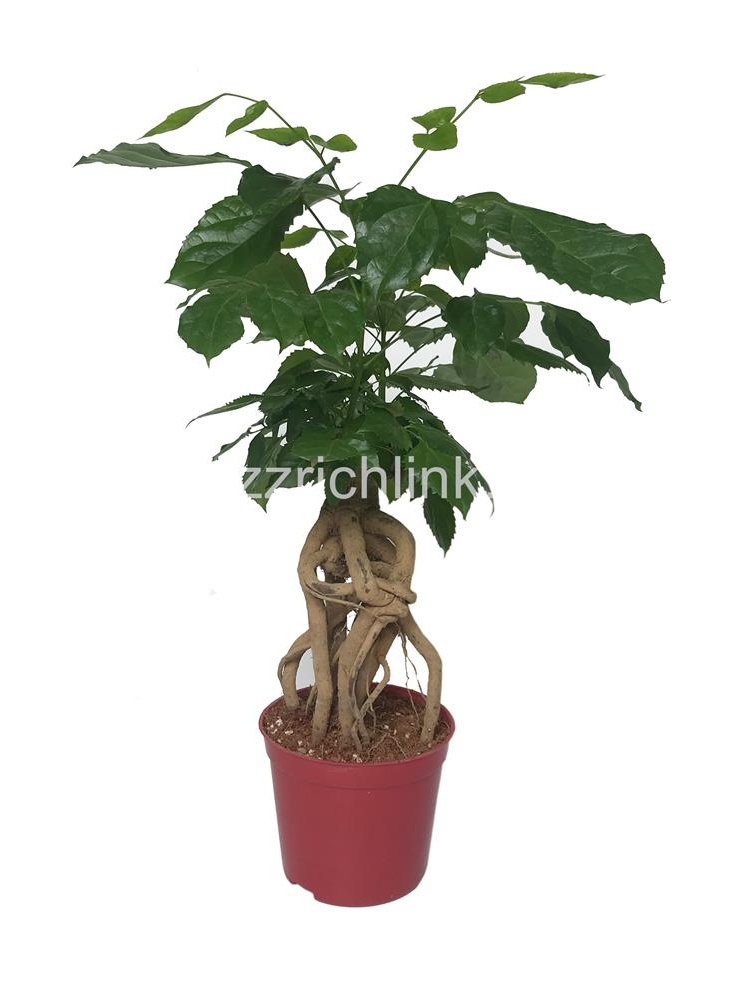 Tigen Green Treasure