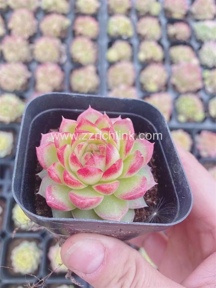 Succulent Plants