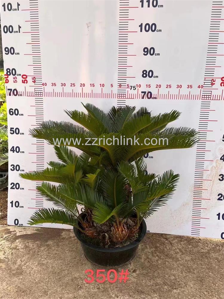 Cycas Revolute