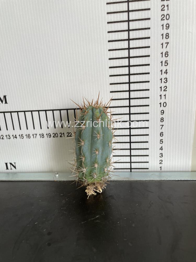 Browningia hertlingiana