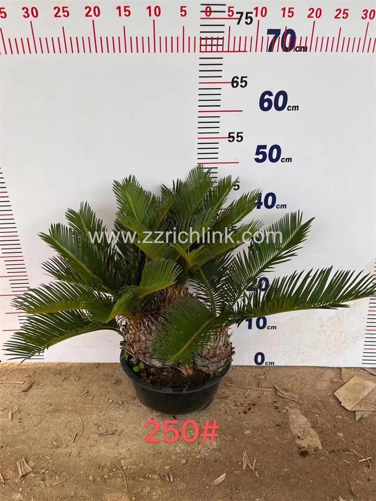Cycas Revolute
