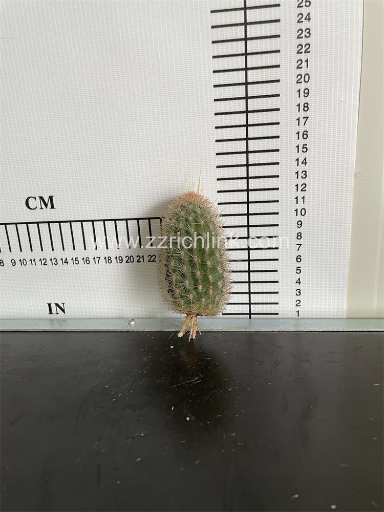 Espostoa melanostele