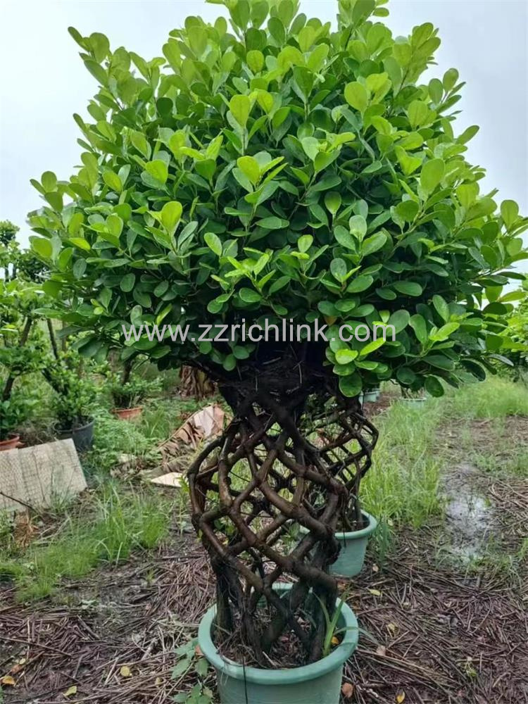 Ficus design bonsai-22
